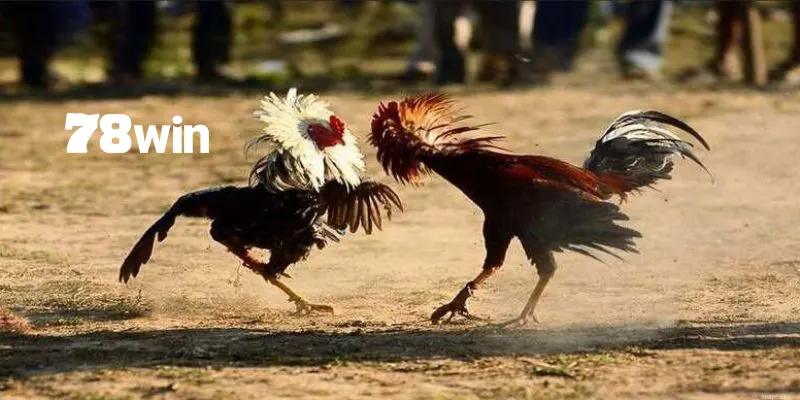 Bỏ túi cách thả gà đá cựa sắt chuẩn kỹ thuật nhất