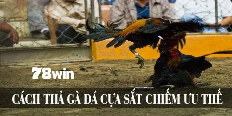 Lợi ích của thả gà chiến cựa sắt chuẩn kỹ thuật